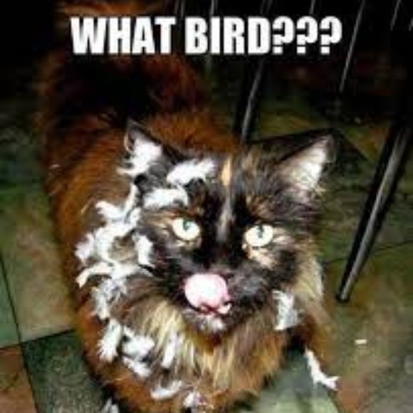 😁 Funnies to Bring a Laugh and Joy to your Day! 😁 - Picture 14 of 15